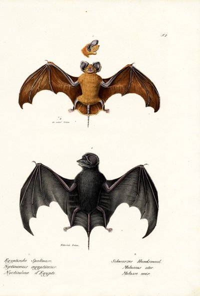 Egyptian Free-Tailed Bat, 1824 by Karl Joseph Brodtmann